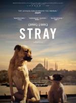 Stray poster